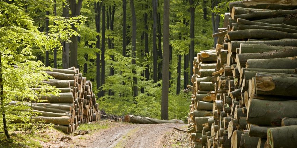 Exploatarea forestiera incepe sa intre in legalitate in Romania